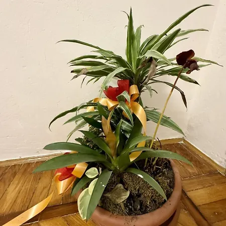 6 Posti Letto Vicino Al Centro Lejlighed *